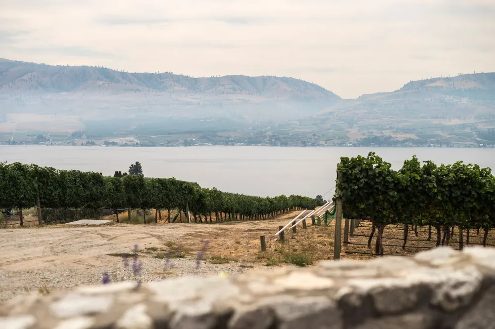 Vineyard on Agricultural Land Reserve land overlooking Okanagan Lake