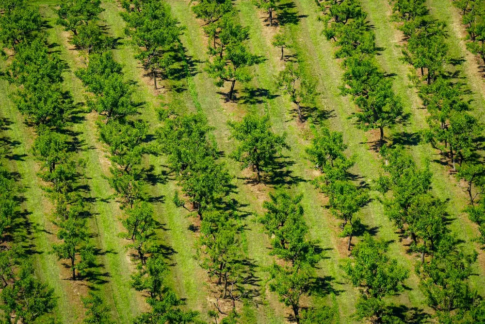 Aerial view of orchard rows on agricultural land in SE Kelowna