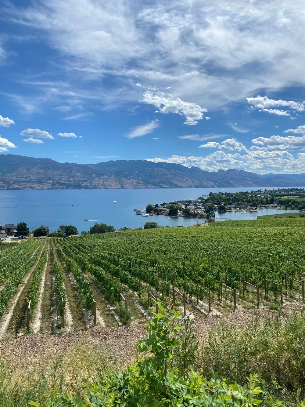 Vineyard rows in East Kelowna's historic wine country